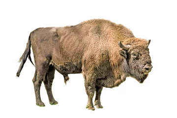 Stof per meter De Europese bizon op een witte achtergrond © dred2010