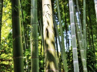 Fototapeta premium 竹林 日本 和