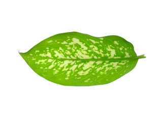 Green leaf.