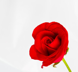 Beautiful red rose isolated