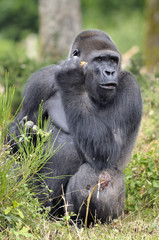 Gorille de 11 ans