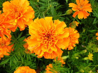 Tagetes