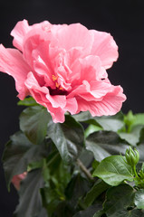 pink hibiscus flower
