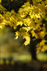 backlit autumn leaves soft focus background