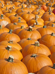 Colorful pumpkins