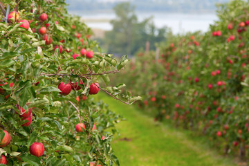 Apple garden