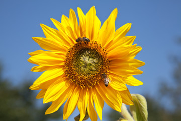 Obraz premium Sunflower