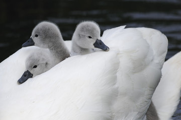 Fototapeta premium mute swan cygnets on the adults back