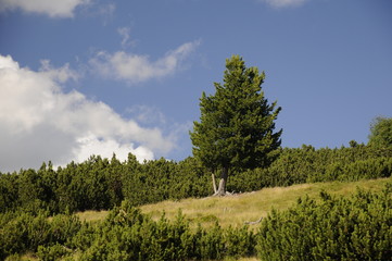 Baum im Gebirge