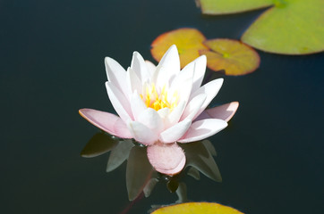 Water lily