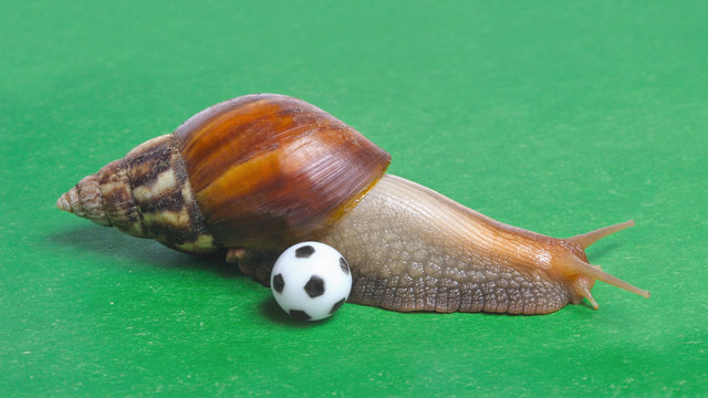 Snail playing soccer
