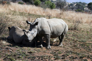 Fototapeta premium Rhinoceros