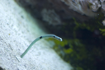 Spotted Garden Eel-Heteroconger hassi
