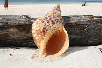 Meeresschneckengehäuse am Stand