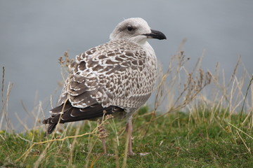 Brutvogel auf Helgoland