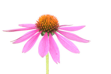 Isolated echinacea for medicine