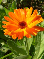 Ringelblume, orange