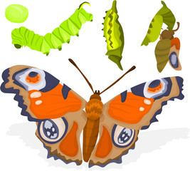 Birth of a butterfly, evolutionary phase