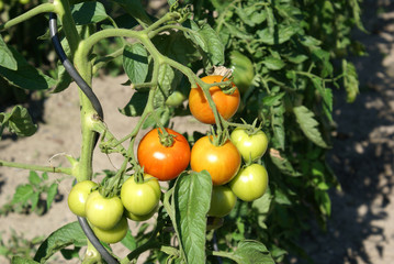 Tomaten