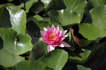 Waterlily.