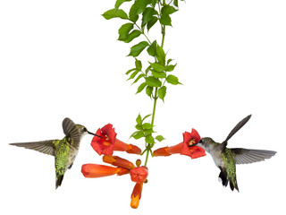 hummingbirds feed at a trumpet vine - obrazy, fototapety, plakaty
