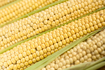 Raw corn on the cob