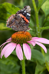 red admiral atop a purple cone flower
