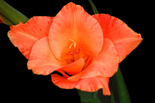 Isolierte rot-orangene Lilie auf schwarzem Hintergrund