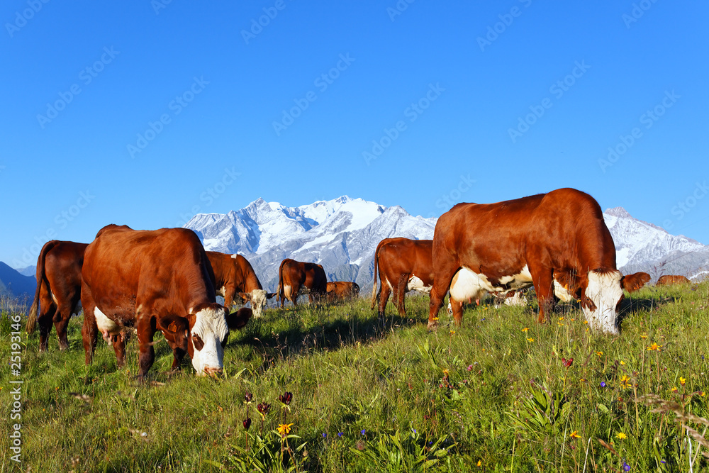 Wall mural vaches d'altitude