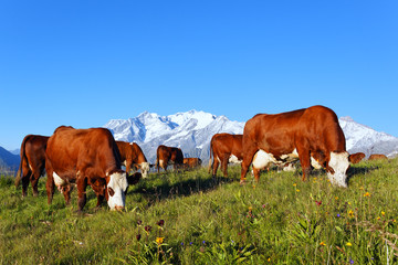 Fototapeta na wymiar vaches d'altitude