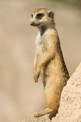 Suricata standing on a rock.