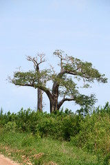Fototapeta na wymiar Afrykański baobabu