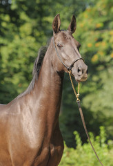 Portrait of akhal-teke mare