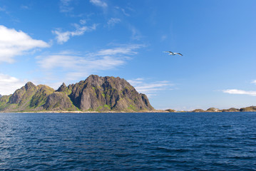 Fototapeta na wymiar Mewa nad morzem w pobliżu norweskiej wyspy Skrova
