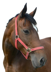 Portrait: Pferd