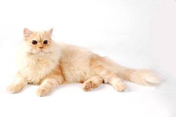 Fototapeta premium cat focus at something