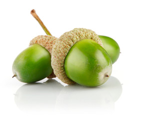three green acorn fruits isolated © Yasonya