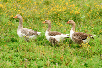 Gooses on grass