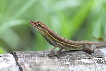 Anolis auratus - (Polychrotidae sauria)