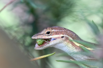 Anolis auratus - (Polychrotidae sauria)