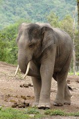 Obraz premium asia elephant
