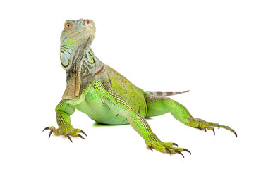 Fototapeta premium green iguana, common iguana, isolated on a white background