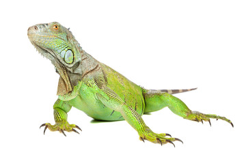 Naklejka premium Green Iguana or Common Iguana (Iguana iguana)