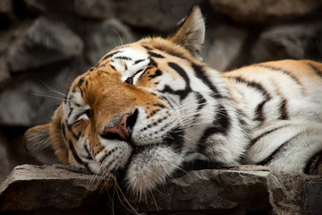 Miły śpiący tygrys