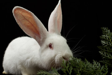 White rabbit on a black background