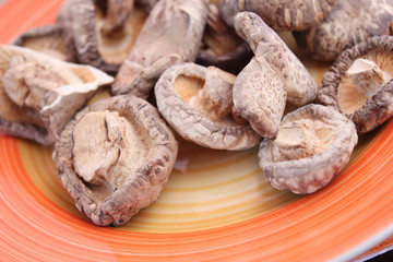 Shiitake Pilze