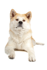 Akita Inu dog lying down, isolated on a white background