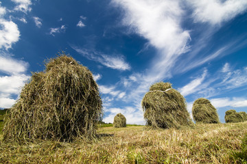 Himaycocks on the meadow and blue sky