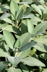 Obraz premium Salvia 221952