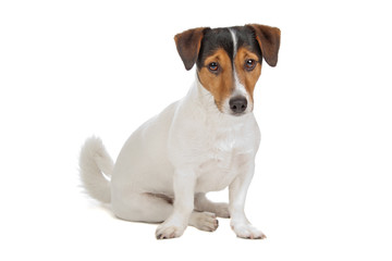jack russel terrier puppy isolated on a white background